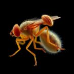 high-resolution-study-reveals-‘metabolic-handoff’-from-fruit-fly-mothers-to-embryos