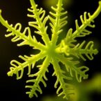 assembly-dependent-feedback-controls-photosynthetic-protein-translation