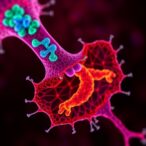 pannexin1-drives-senescence-and-fibrosis-after-aki