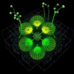 single-cell-map-tracks-arabidopsis-life-cycle