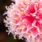 unlocking-sour-taste:-how-snap25-drives-flavor-signals-and-sustains-sensory-cell-health