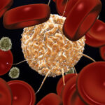 ischemia-drives-breast-cancer-growth-in-mice-by-weakening-immunity