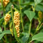 soybean-phytocytokine-receptor-module-boosts-disease-resistance