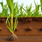corn-root-traits-evolved-in-response-to-both-human-influence-and-natural-environmental-changes