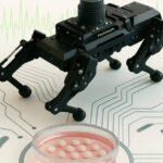 brain-organoid-growth-accelerated-by-graphene-method-models-age-related-disease