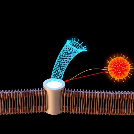 ultrafast-plasma-membrane-ca2+-transport-mechanism
