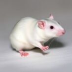 fat-trapping-microbeads-enable-drug-free-weight-loss-in-rats,-study-reveals