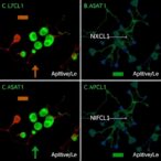 adipocyte-il6-and-cancer-cxcl1-drive-stat3/nf-κb-crosstalk