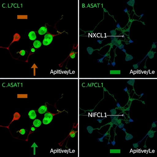 adipocyte-il6-and-cancer-cxcl1-drive-stat3/nf-κb-crosstalk