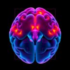 brain-area-46:-the-hub-of-emotion-regulation-in-marmosets