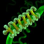 reticulata1:-key-plastid-basic-amino-acid-transporter