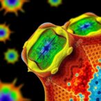 uncovering-cutaneous-scc-genomic-diversity-via-single-cell-dna