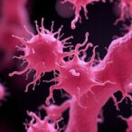 temperature-and-desiccation-impact-acinetobacter-baumannii-cells