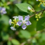 pollen,-karyotype,-and-scent:-classifying-syringa-species