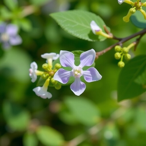 pollen,-karyotype,-and-scent:-classifying-syringa-species