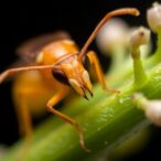 aphid’s-long-proboscis-defends-against-ant-predators