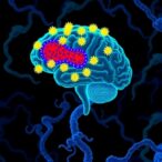brain-delivered-antibody-targets-alpha-synuclein-aggregates
