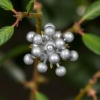 green-synthesis-of-silver-nanoparticles-using-cajanus-cajan-pods