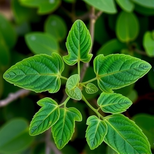 cissus-quadrangularis:-impact-on-bone-biomarkers-explored
