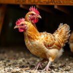 phytobiotic-additives-improve-broiler-health-post-eimeria-challenge