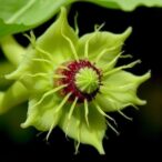 nematode-induced-galls-disrupt-bongardia-flower-structure