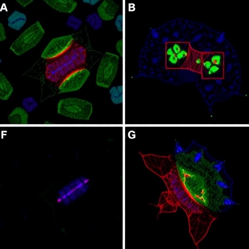 neural-stem-cell-exosomes-alleviate-mptp-induced-parkinson’s