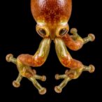 frog-legs:-diverse-origins-revealed-by-dna-barcoding