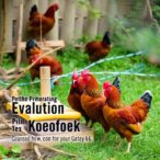 evaluating-potchefstroom-koekoek-chickens-in-varied-environments