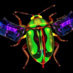 transposable-element-satellites-expand-in-beetles’-shrinking-genomes