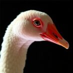 first-genome-sequenced:-mycobacterium-avium-from-egyptian-goose