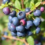sterilization-and-regeneration-protocol-for-blueberry-varieties