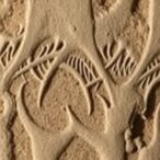 late-triassic-mammal-ancestor’s-bone-injuries-discovered