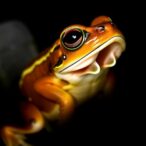 exploring-tadpole-buccopharyngeal-morphology-in-sphaenorhynchini