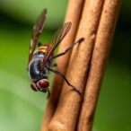 cinnamon-extracts:-impact-on-musca-domestica-responses