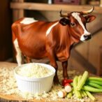 influence-of-diet-and-rumen-source-on-fermentation