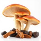 ganoderma-lucidum-polysaccharides-boost-memory,-gut-health