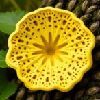 essential-oils:-a-shield-against-fungi-in-heritage