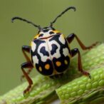 unique-midgut-symbiosis-in-stinkbug-development-unveiled