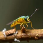 pomphorhynchus-laevis:-host-manipulation-beyond-environmental-cues