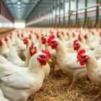 assessing-runting-causes-and-impacts-in-poultry-hatcheries