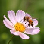 pollinators-use-sight-and-smell-for-flower-identification
