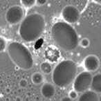 microdamage-and-repair-in-biological-hard-tissues