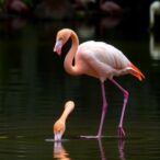 flamingos-unlock-the-secret-to-longevity,-new-study-finds