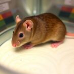 boosting-fertility-in-low-fertility-rats-by-adjusting-treatment-intervals