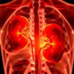 radioprotective-105-mitigates-sepsis-kidney-damage