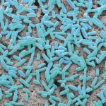 capturing-microbial-memory-with-microcolony-seq-reveals-infection-subpopulations