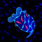stem-cell-patches-improve-rat-heart-function