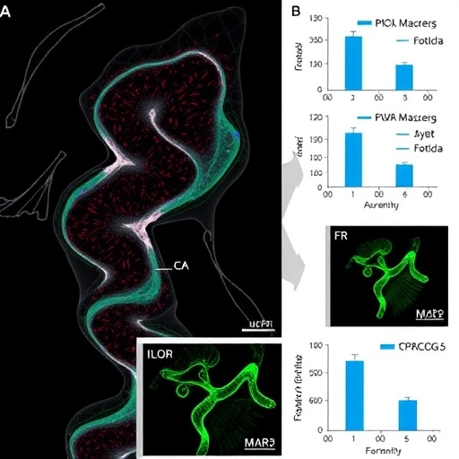 circcog5-regulates-ferroptosis-in-ovarian-cancer