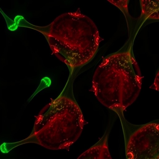 bfgf-protects-ovaries-from-ctx-toxicity-via-signaling