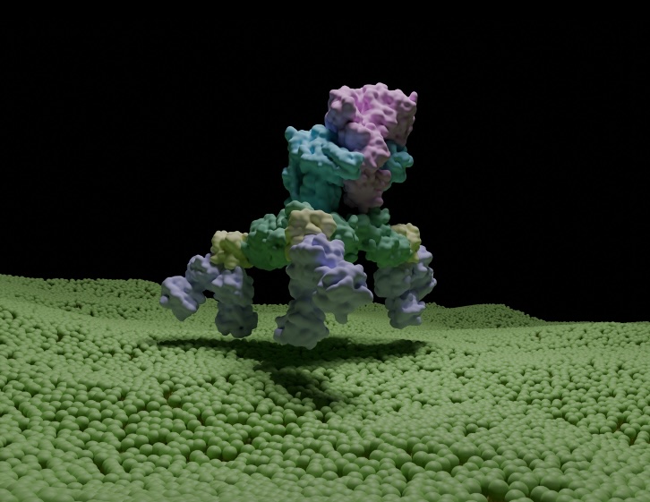 complete-botulinum-toxin-complex-structure-revealed-through-cryo-em